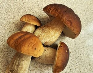 porcini mushrooms - cèpes- Steinpilze