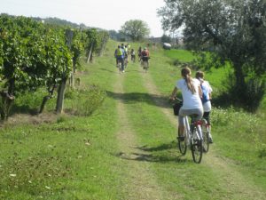 Vineyards - Marche by bike