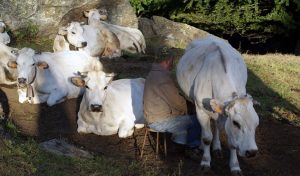 Great Cheeses from Piedmont - Piedmont cheeses - passion for cheese - cows - Mucche razza piemontese
