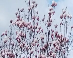 magnolia_spring_printemps_primavera_turin hills