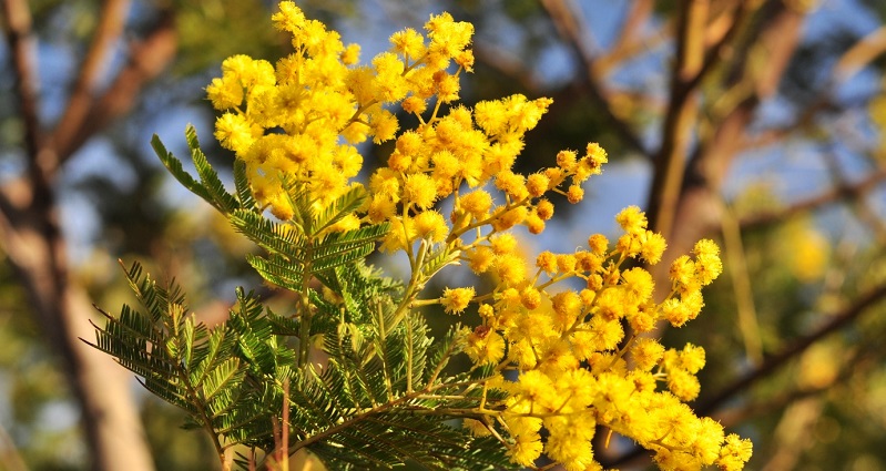 Mimosa Fête internationale des femmes - Internationaler Frauentag -International Women’s Day
